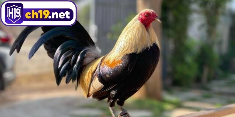 Khám phá các dạng kèo đá gà hay gặp nhất