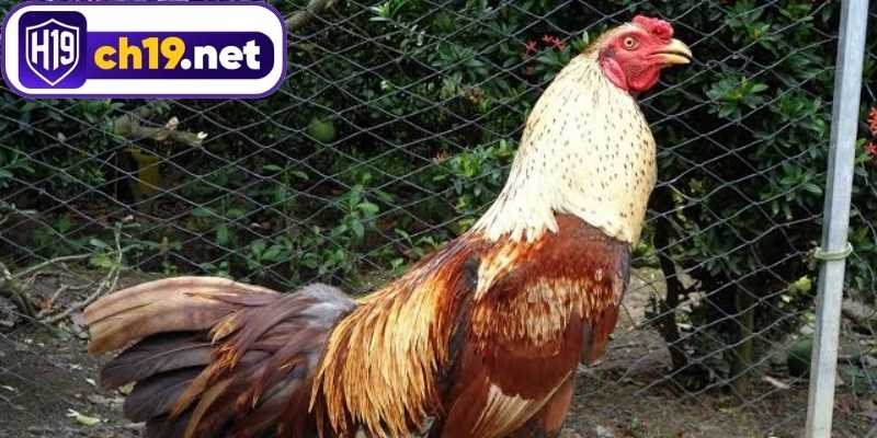 Giải thích sơ bộ về cách đọc kèo đá gà trực tiếp