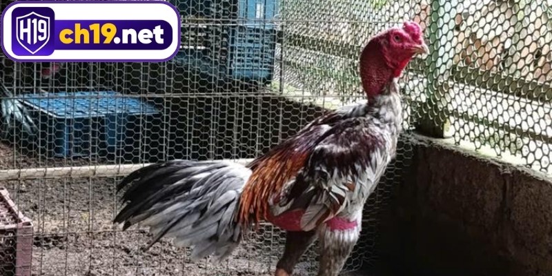 Đánh giá khả năng vận động của chiến kê
