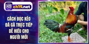 Cách Đọc Kèo Đá Gà Trực Tiếp Dễ Hiểu Cho Người Mới