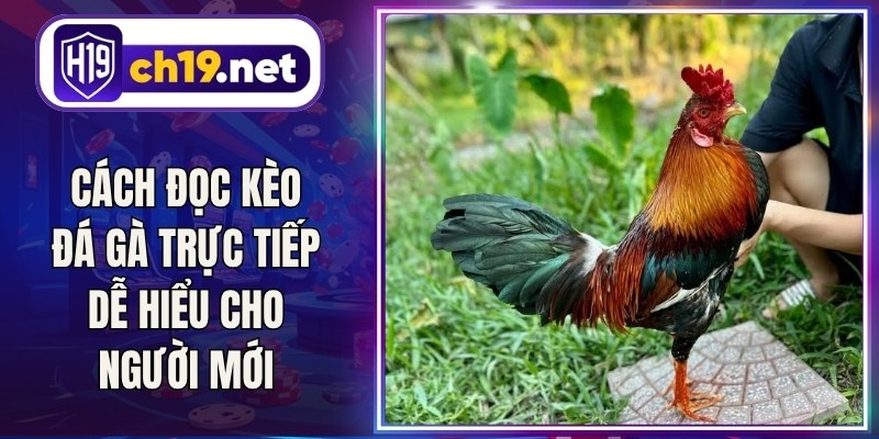 Cách Đọc Kèo Đá Gà Trực Tiếp Dễ Hiểu Cho Người Mới