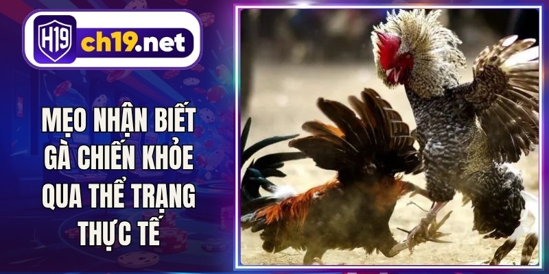 Mẹo Nhận Biết Gà Chiến Khỏe Qua Thể Trạng Thực Tế